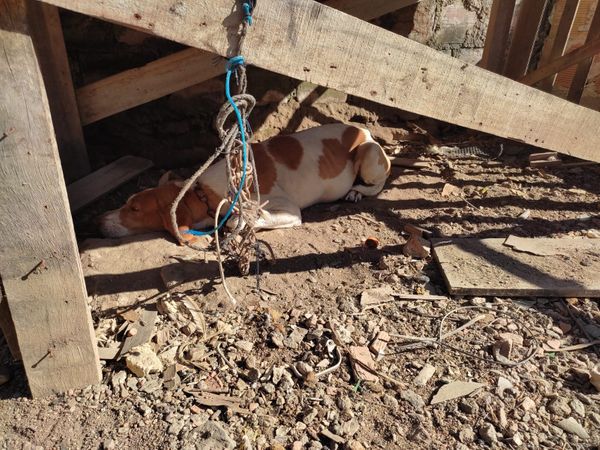 Cachorro foi encontrado bem magro, sem comida e sem água. Além de machucado na face e acorrentado por Divulgação | CPI dos Maus-tratos