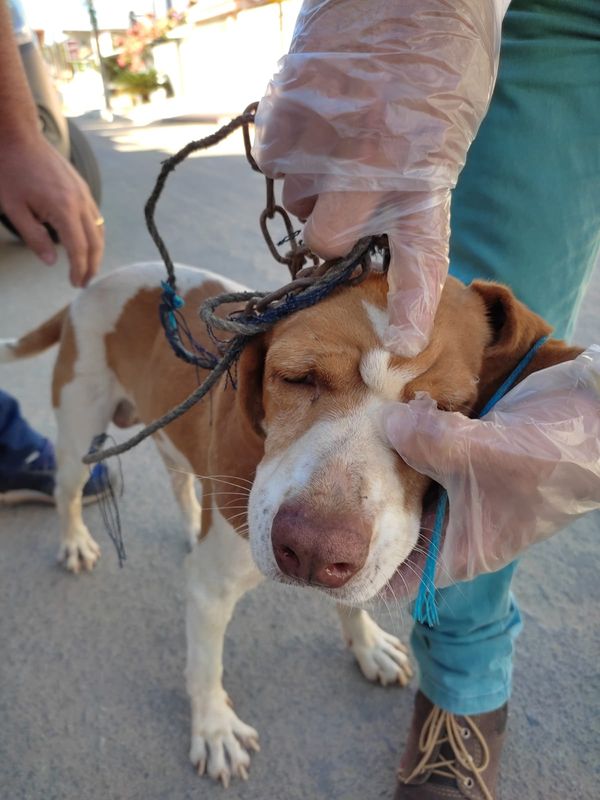 Cachorro foi encontrado bem magro, sem comida e sem água. Além de machucado na face e acorrentado por Divulgação | CPI dos Maus-tratos