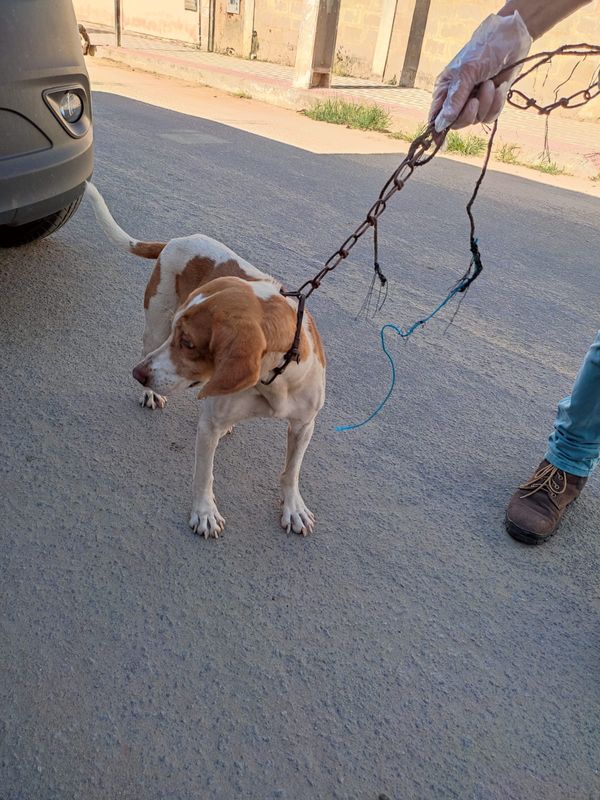 Cachorro foi encontrado bem magro, sem comida e sem água. Além de machucado na face e acorrentado por Divulgação | CPI dos Maus-tratos