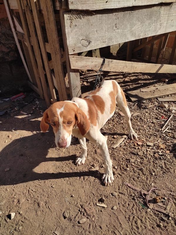 Cachorro foi encontrado bem magro, sem comida e sem água. Além de machucado na face e acorrentado por Divulgação | CPI dos Maus-tratos