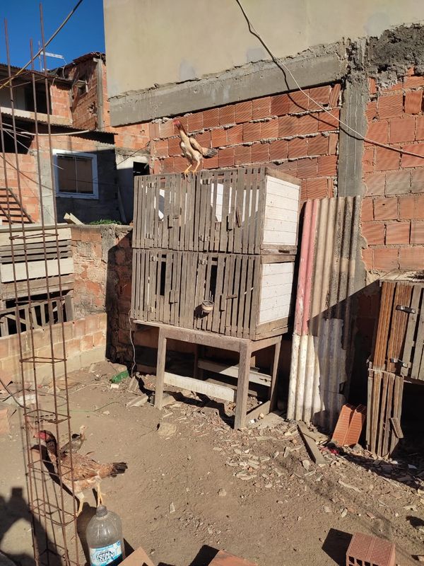 Foram encontrados oito galos usados em rinhas no terreno da casa do autônomo, em Itapemirim por Divulgação | CPI dos Maus-tratos