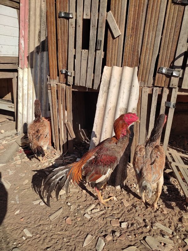 Foram encontrados oito galos usados em rinhas no terreno da casa do autônomo, em Itapemirim por Divulgação | CPI dos Maus-tratos