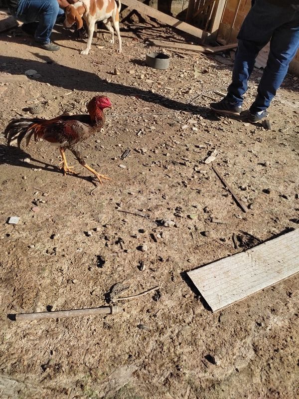 Foram encontrados oito galos usados em rinhas no terreno da casa do autônomo, em Itapemirim por Divulgação | CPI dos Maus-tratos