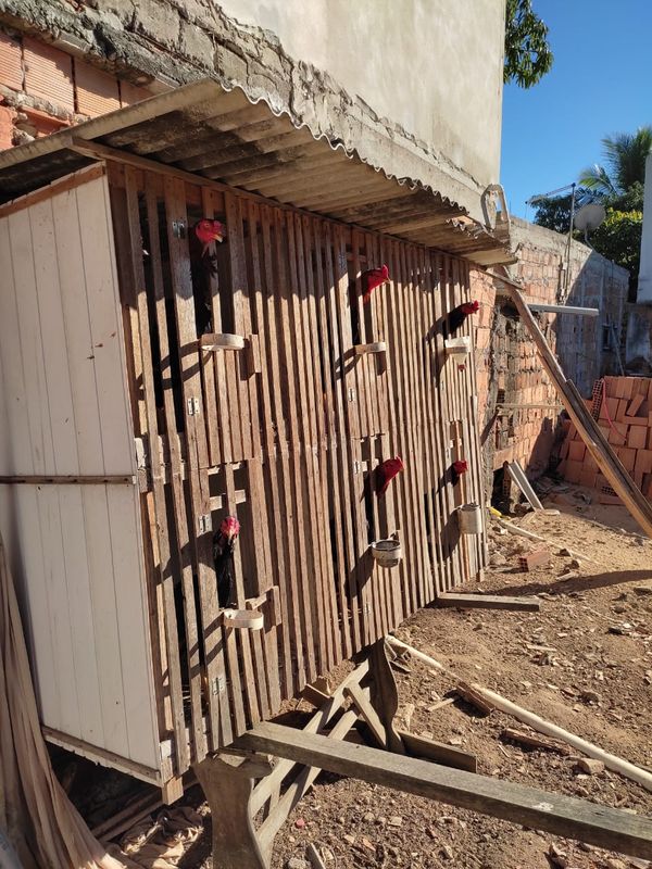 Foram encontrados oito galos usados em rinhas no terreno da casa do autônomo, em Itapemirim por Divulgação | CPI dos Maus-tratos