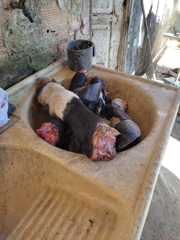 Na residência do autônomo também foram encontrados miúdos de boi que eram comercializados de forma irregular por Divulgação | CPI dos Maus-tratos