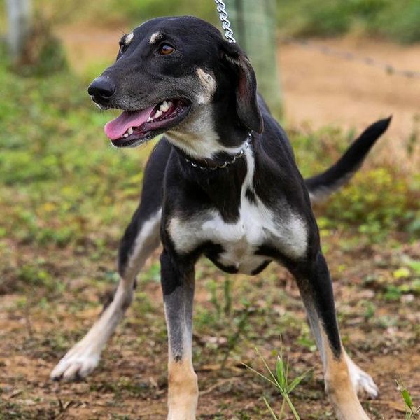 Apolo é porte médio e tem pouco mais de um ano de idade. por Divulgação | Rancho Bela Vista