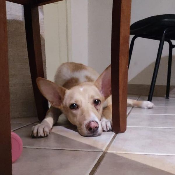 Bella foi adotada bebê, mas a pessoa não a quer mais e ela sente muito  por Divulgação | Rancho Bela Vista