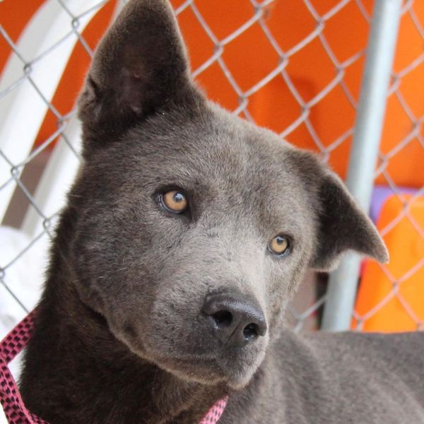 Chaw tem esse nome porque é mestiço de chow chow por Divulgação | Rancho Bela Vista