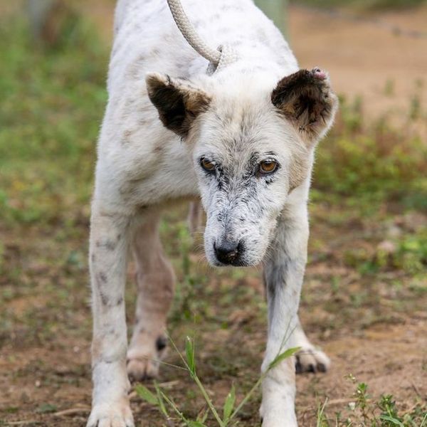 Fred é um cachorro tranquilo e tem idade mais avançada por Divulgação | Rancho Bela Vista