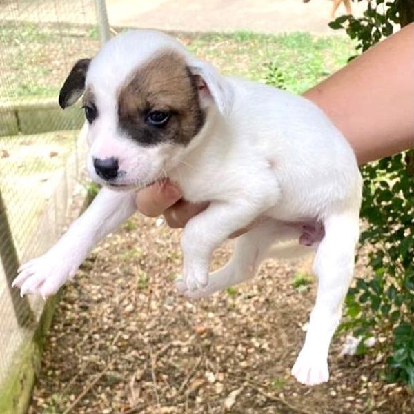 Lola tem menos de 60 dias e vai crescer, até ser um cachorro de porte médio por Divulgação | Rancho Bela Vista