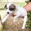 Lola tem menos de 60 dias e vai crescer, até ser um cachorro de porte médio(Divulgação | Rancho Bela Vista)