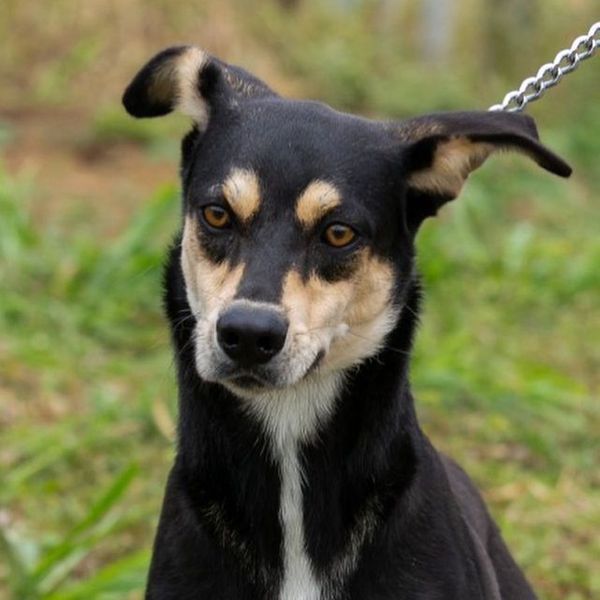 Luke tem cerca de um ano e é porte médio pequeno. Se dá bem com outros cachorros. por Divulgação | Rancho Bela Vista
