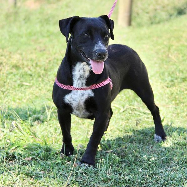Luna tem dois anos e é uma das opções de cachorro pequeno por Divulgação | Rancho Bela Vista