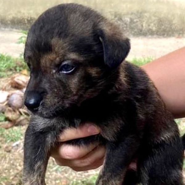 Morena também é uma das opções de cachorros filhotes para adoção por Divulgação | Rancho Bela Vista
