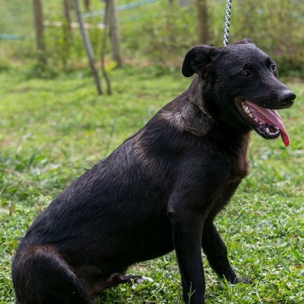 Nego tem uns dez meses e é porte médio por Divulgação | Rancho Bela Vista