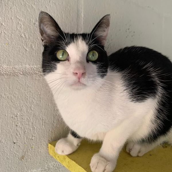 Rodolfo é um gato manso que adora ficar no colo das pessoas por Divulgação | Rancho Bela Vista