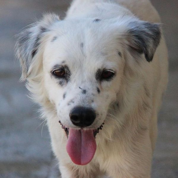 Snow tem cerca de dois anos e também está disponível para adoção neste sábado (31)