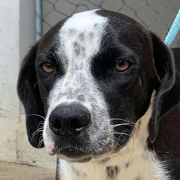 Thor tem aproximadamente um ano e é porte médio pequeno por Divulgação | Rancho Bela Vista
