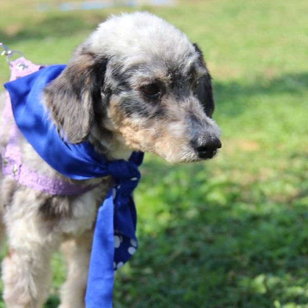 Toy tem dois anos e tem porte pequeno por Divulgação | Rancho Bela Vista