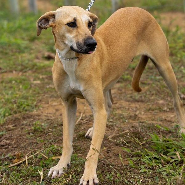 Zé tem, mais ou menos, um ano e é porte médio grande por Divulgação | Rancho Bela Vista