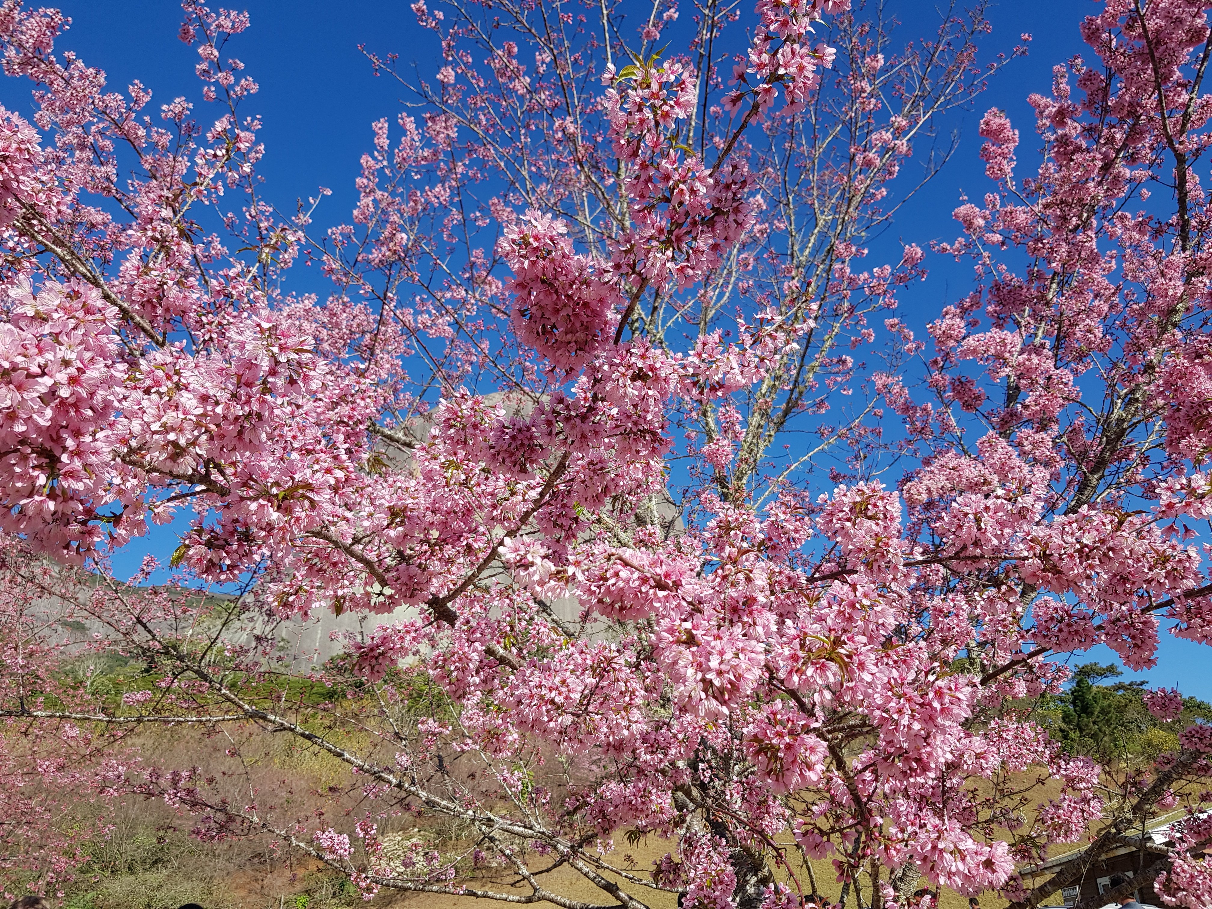 Bosque das Cerejeiras floriu na segunda quinzena de julho neste ano