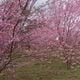 Árvores do Bosque das Cerejeiras floriram na segunda quinzena de julho neste ano