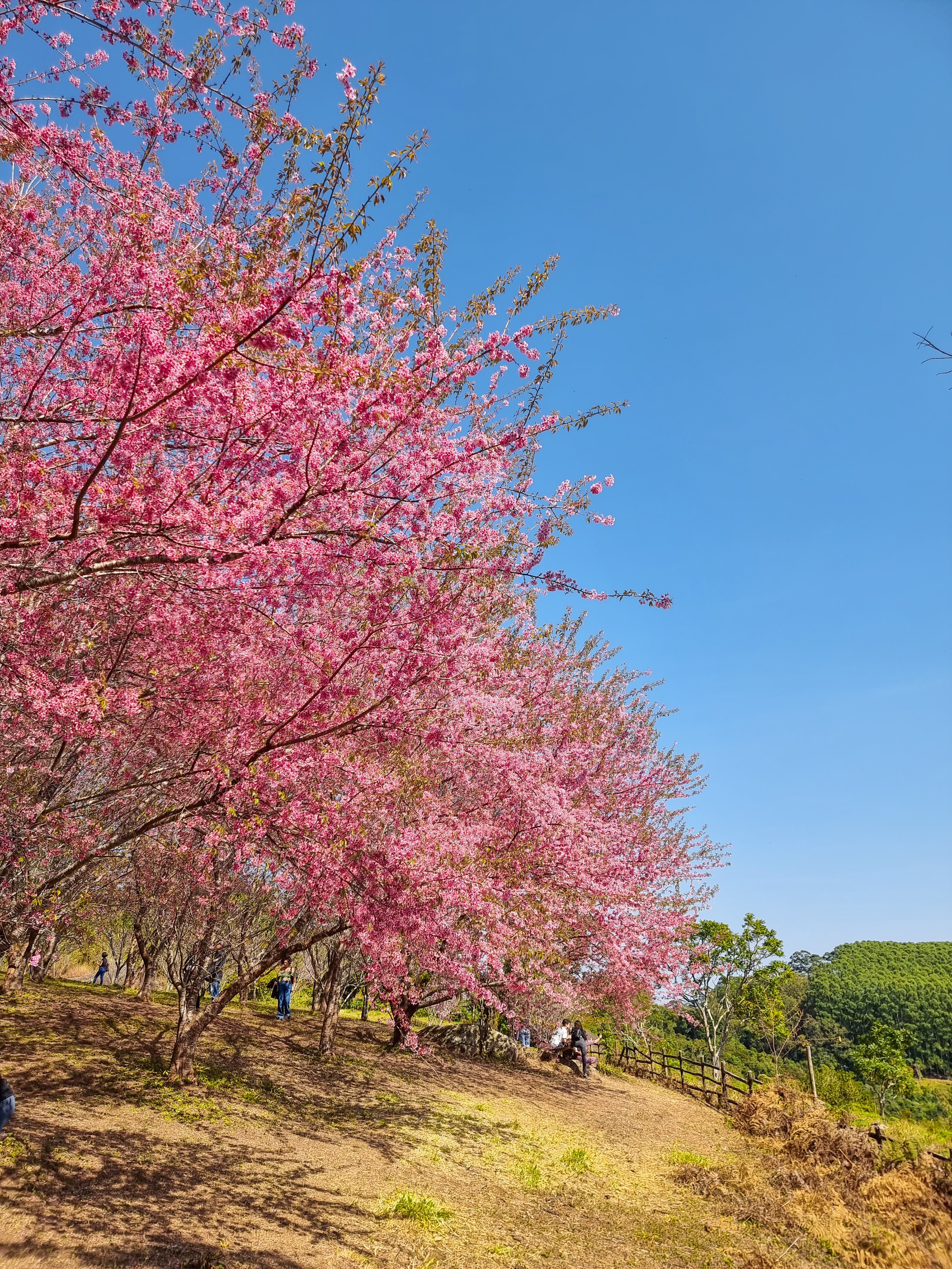 Cerejeiras do Bosque Kaoru Kumazawa viram atração turística a cada inverno capixaba