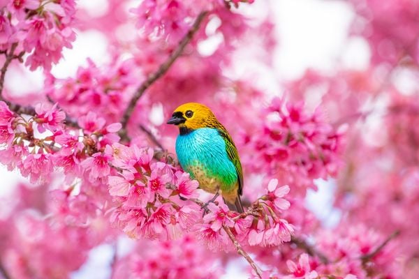 Cerejeiras floridas no bosque em Pedra Azul, durante o inverno de 2019