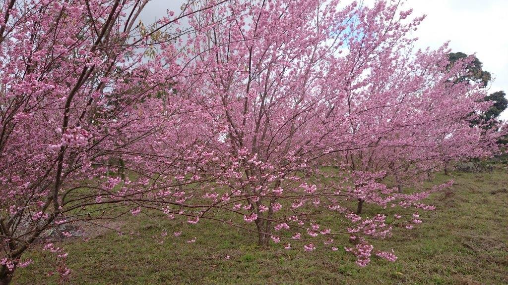 Primeira florada completa do Bosque das Cerejeiras, em Domingos Martins, aconteceu em 2014