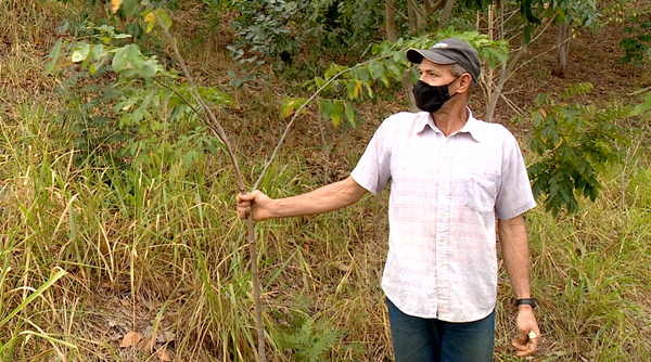 O produtor Antônio Carlos Schneider plantou 300 árvores em Colatina