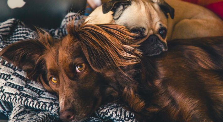 Segundo médica veterinária ouvida por A Gazeta, sinal clínico de manifesta por meio da cor amarelada dos tecidos corporais dos animais, principalmente nos olhos e gengivas
