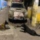 Imagem - PM apreende submetralhadora com ajuda de cão farejador em Vitória
