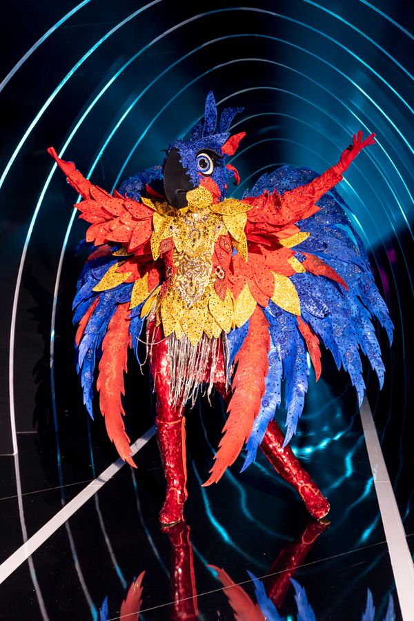 Arara por Kelly Fuzaro