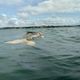 Imagem - Baleia-jubarte é encontrada morta no mar de Marataízes; veja vídeo