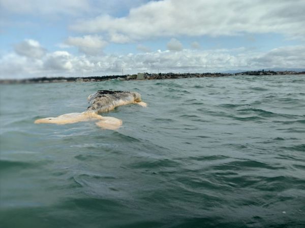 Baleia é encontrada morta em praia de Marataízes 