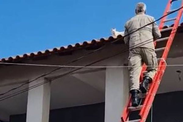 Gato preso em telhado há três dias foi resgatado pelo Corpo de Bombeiros