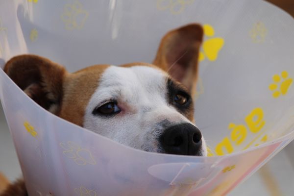 Cachorro após procedimento no veterinário. 