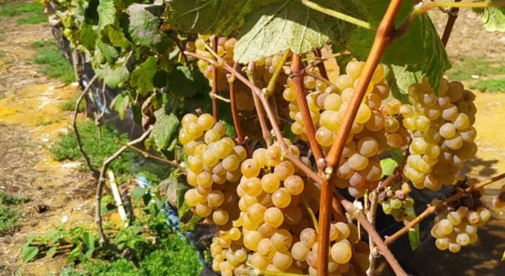 A colheita realizada na última terça-feira (24) na vinícola Tabocas, em Santa Teresa, foi a primeira dessa casta na Região Sudeste