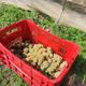 Duas mil mudas foram plantadas na vinícola Tabocas, em Santa Teresa