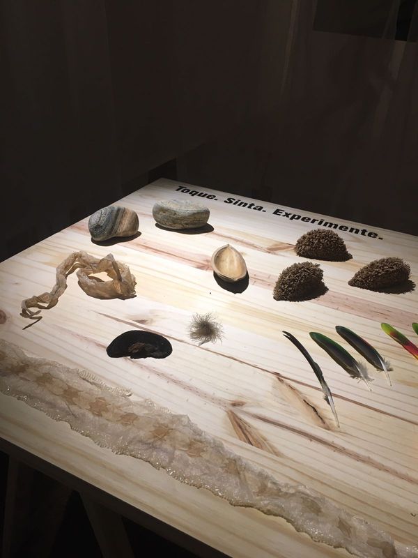 Mostra Hapticus silvestris, de Flávia Arruda, na Galeria Homero Massena