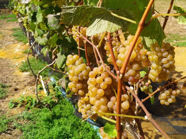 Plantio de uvas Alvarinho na vinícola Tabocas, em Santa Teresa