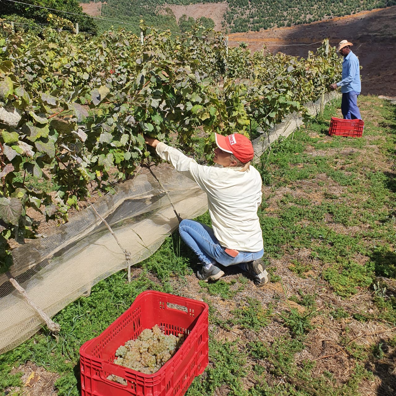 Plantio e colheita de uvas Alvarinho na vinícola Tabocas, no Vale do Tabocas, em Santa Teresa