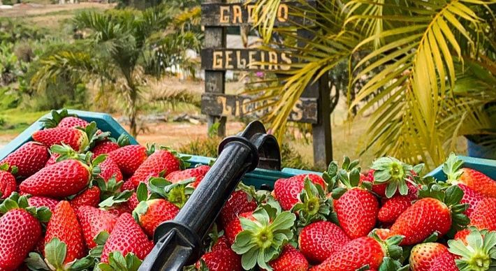 Propriedades rurais em Venda Nova do Imigrante e Domingos Martins recebem turistas para colher e comprar morangos. Aproveite o fim de semana