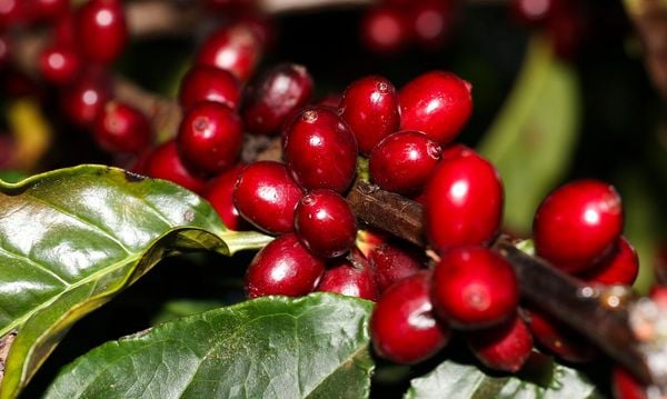 A exportação de café é a segunda atividade que mais rendeu divisas no agronegócio capixaba em 2021