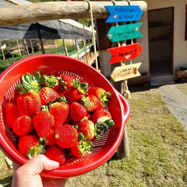 Jogos da Moranguinho - Colhendo Morangos (Harvesting Strawberries