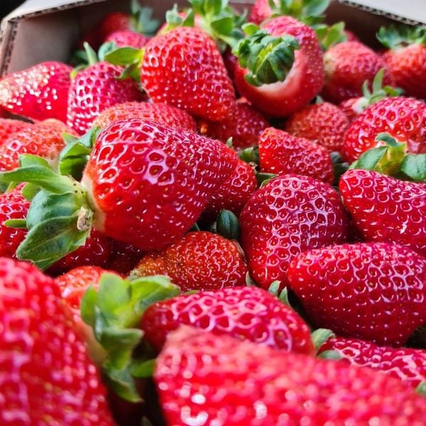 Veja onde colher morangos na Região Serrana do ES por @sitio.pedreiras