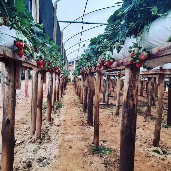 Propriedades rurais em Venda Nova do Imigrante e Domingos Martins recebem turistas para colher e comprar morangos