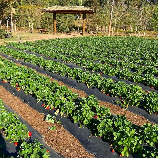Veja onde colher morangos na Região Serrana do ES por @sitio.pedreiras