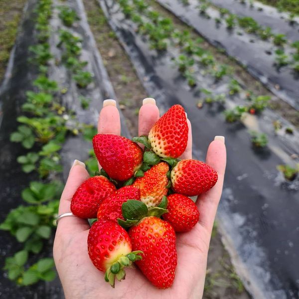 Jogos da Moranguinho - Colhendo Morangos (Harvesting Strawberries