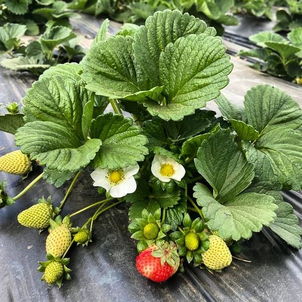 Veja onde colher morangos na Região Serrana do ES por @sitio.pedreiras